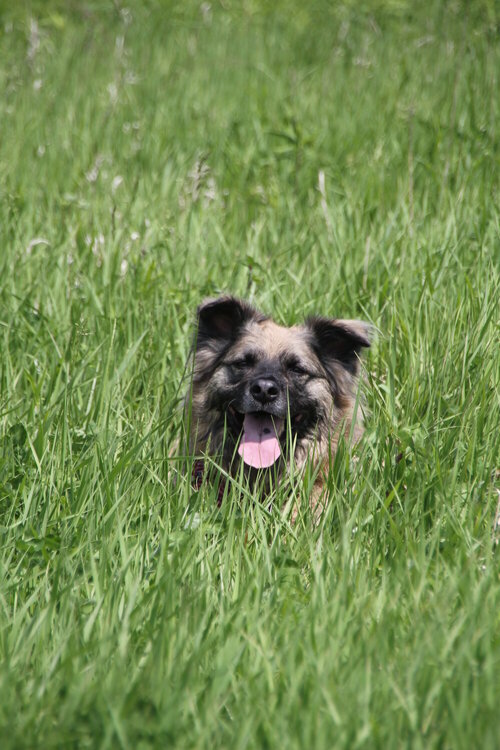 Blossom in the grass