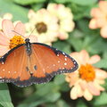 some pictures I took at a butterfly house a few towns over