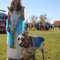 Halloween Dog costume contests 2014