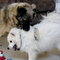 Baxter and Blossom playing indoors