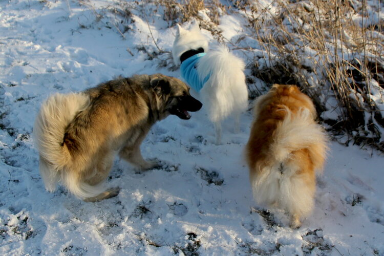 Copper and Blossom playing at the park
