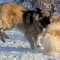 Copper and Blossom playing at the park