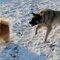 Copper and Blossom playing at the park