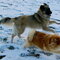 Copper and Blossom playing at the park