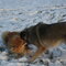 Copper and Blossom playing at the park