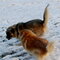 Copper and Blossom playing at the park