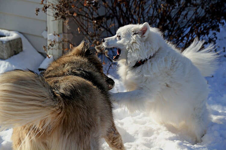Baxter and Blossom playing in the snow