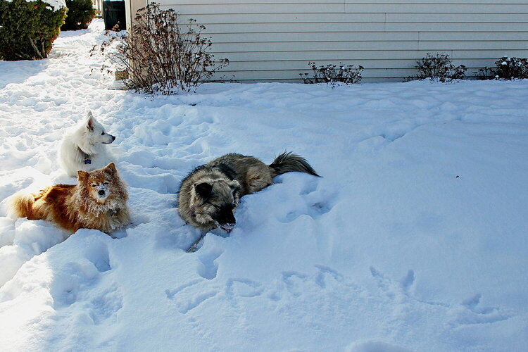 My furry, snowy Family!
