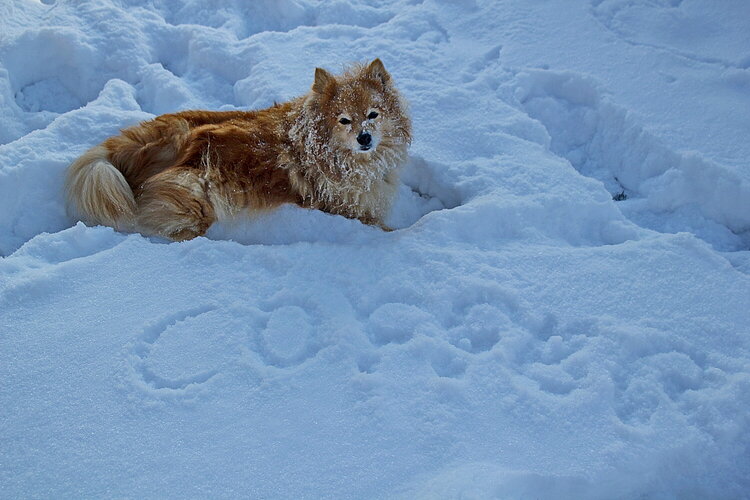 Copper and his name in the snow