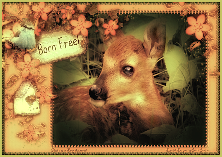 Born Free!