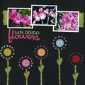 San Diego Flowers **Pink.Sugar.Pop**