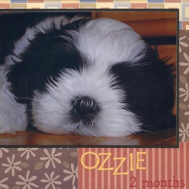 Ozzie at 2 months *as seen in Woman's Day*