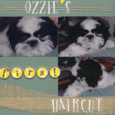 Ozzie's First Haircut