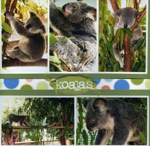 {DW 2007} Australia Zoo - Koalas