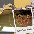 Baby Barn Swallows