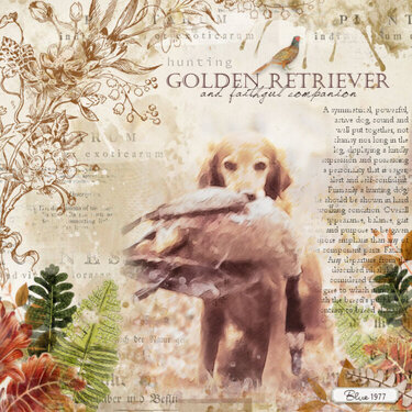 Golden Retriever