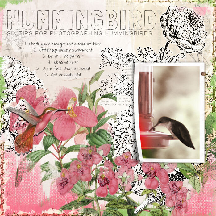 Hummingbirds