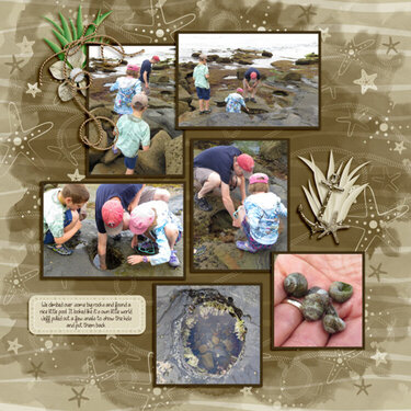 what&#039;s in the tide pools