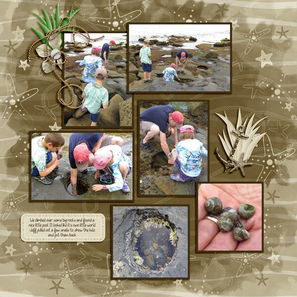 what&#039;s in the tide pools