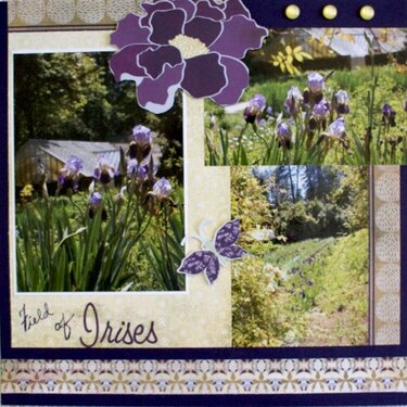 Field of Irises