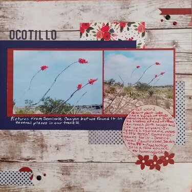 Ocotillo