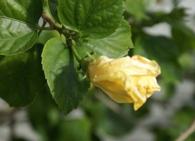 Hibiscus bud