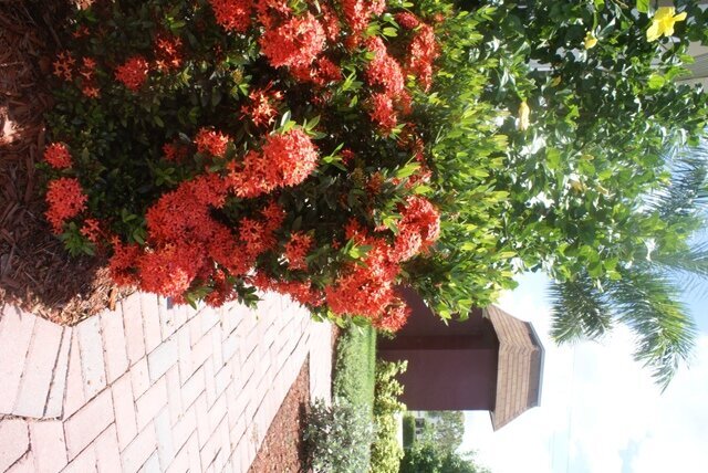Red Flower Bushes