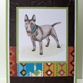 English Bull Terrier