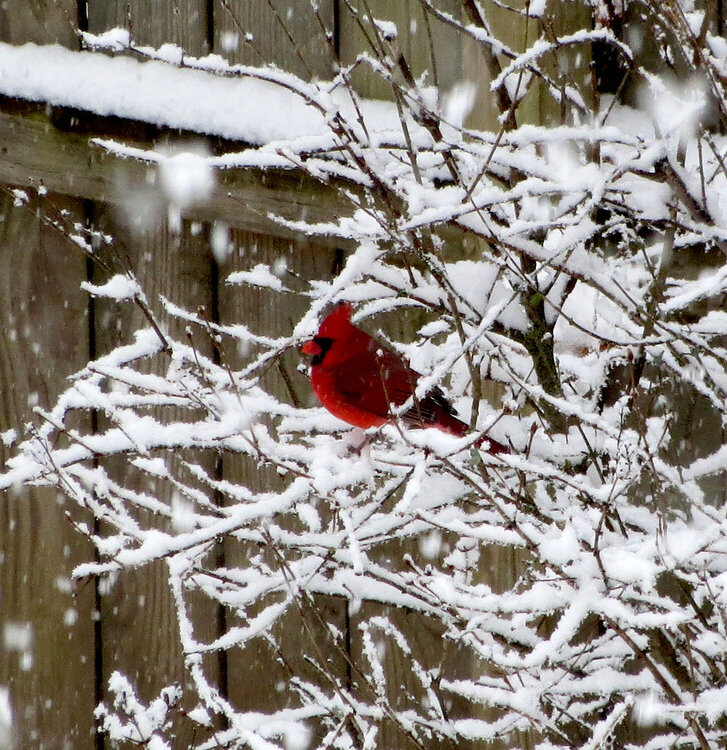 Cardinal in the snow