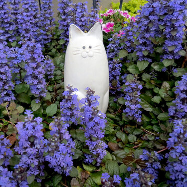 Ajuga