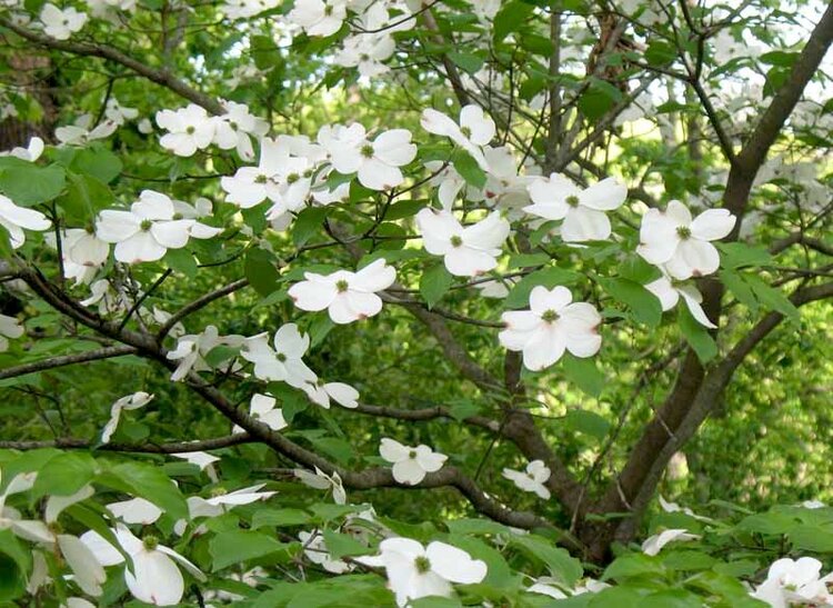 Dogwoods blooming