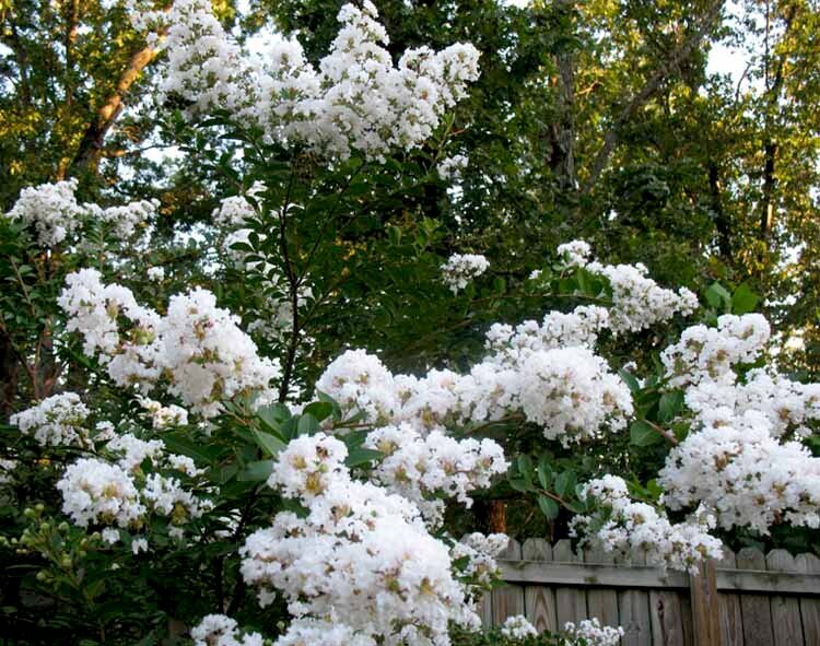 crape myrtle