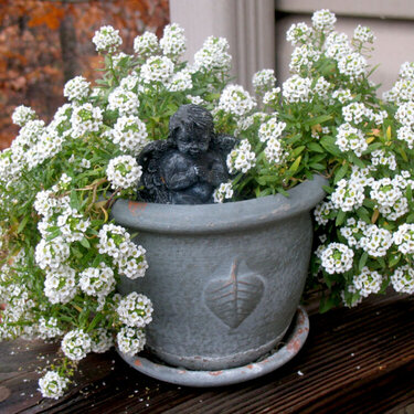 Alyssum