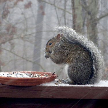 Squirrel in the Snow!