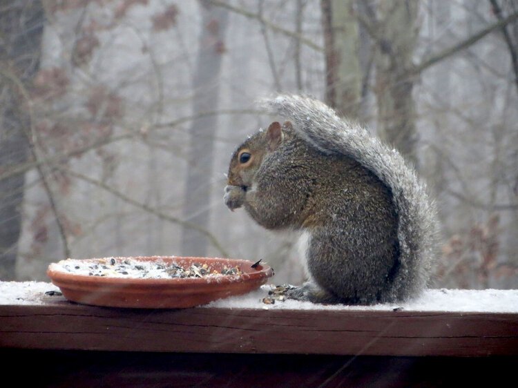 Squirrel in the Snow!
