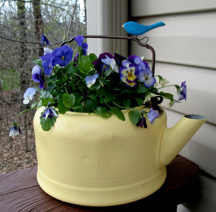Viola (flowers) in a kettle