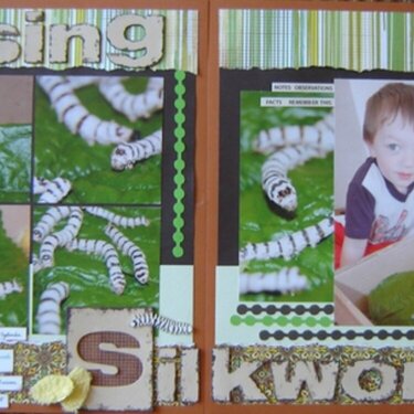 Raising Silkworms *CG 2012*