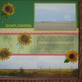 Sunflowers *CG2012*