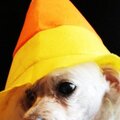 Photo Challenge:  Neely in Halloween Hat