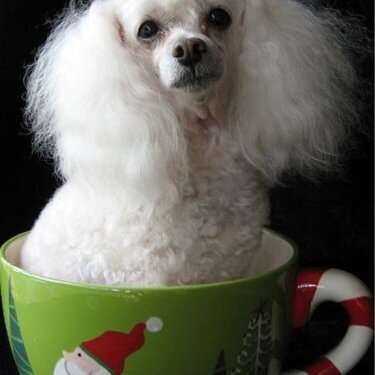 Teacup Poodle