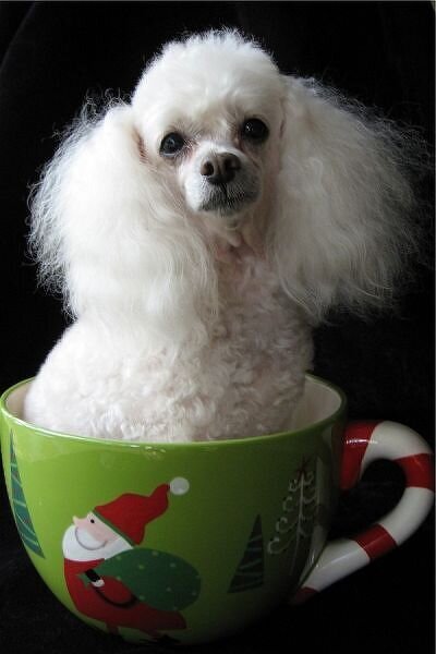 Teacup Poodle