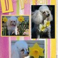 D is for Daffodil