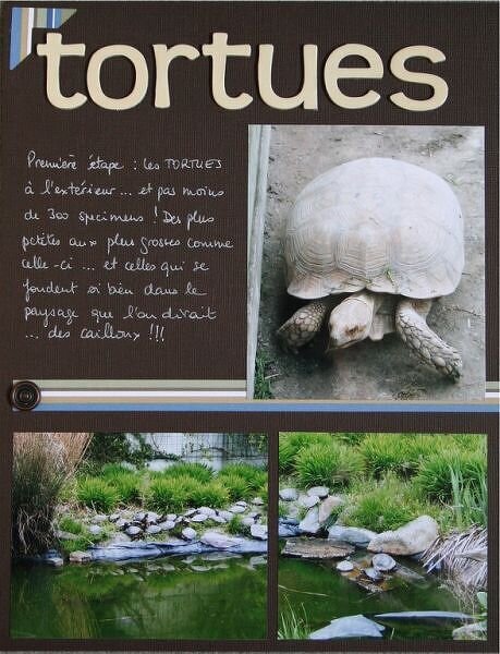 Tortues ~turtles