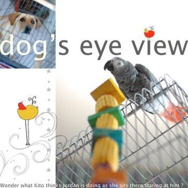 dogs eye view.....