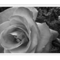 Roses bw-->bw conversion