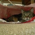 Cat's IN the bag