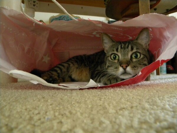 Cat&#039;s IN the bag
