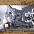 Feline Friend
