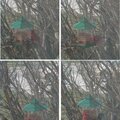 The Crabby Cardinal- just pictures