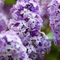 Lilacs - Photography Challenge
